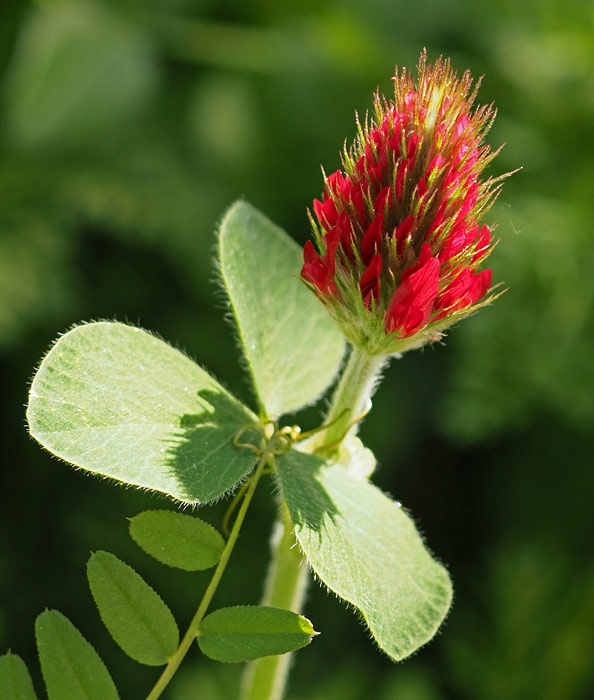 Inkarnatklee, Trifolium incarnatum